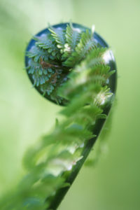 young fern whisk, budding, garden fern, Matteuccia struthiopteris, medium close-up, young fern whisk, budding, garden fern, Matteuccia struthiopteris, medium close-up,