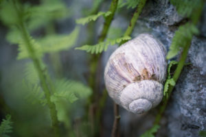 Weinbergschnecke an einem Stein, Helix pomatia, Freistellung, Weinbergschnecke an einem Stein, Helix pomatia, Freistellung,