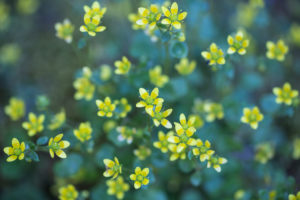 zierliche Blüten eines Steinbrechgewächses, Saxifraga, Nahaufnahme, zierliche Blüten eines Steinbrechgewächses, Saxifraga, Nahaufnahme,