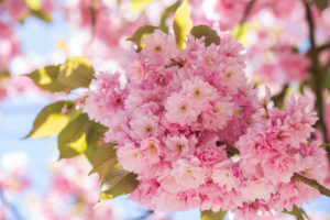 Zierkirschenzweig in voller Blüte, Prunus serrulata, Zierkirschenzweig in voller Blüte, Prunus serrulata,