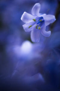 bluebell bluebell