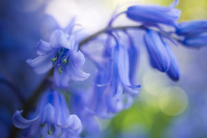 bluebell bluebell