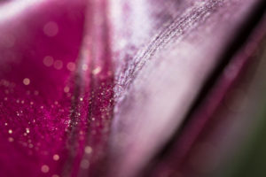 Blütenblatt einer Tulpe, Tulipa, Offenblende, abstrakt, close-up Blütenblatt einer Tulpe, Tulipa, Offenblende, abstrakt, close-up