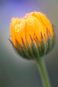 Tau bedeckte Knospe einer Ringelblume, Calendula officinalis, Dotterblume, Goldblume, Butterblume, Marienbloem, Haussonnenwirbel, Ringelken, Ringelkrut, Sonnenwende, Nahaufnahme, Tau bedeckte Knospe einer Ringelblume, Calendula officinalis, Dotterblume, Goldblume, Butterblume, Marienbloem, Haussonnenwirbel, Ringelken, Ringelkrut, Sonnenwende, Nahaufnahme,