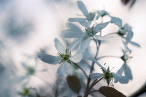 blossoming juneberry, Amelanchier lamarckii, currant tree, blossoming juneberry, Amelanchier lamarckii, currant tree,