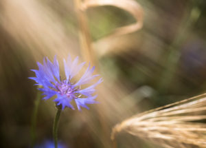 blühende Kornblume in einem Getreidefeld, Centaurea cyanus, Zyane, blühende Kornblume in einem Getreidefeld, Centaurea cyanus, Zyane,
