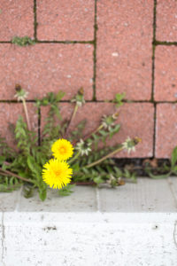 gewöhnlicher Löwenzahn blüht in einer Pflasterfuge, Taraxacum officinale, Pusteblume, Aufsicht, gewöhnlicher Löwenzahn blüht in einer Pflasterfuge, Taraxacum officinale, Pusteblume, Aufsicht,