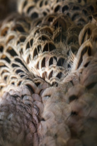 Detailaufnahme des Gefieders einer blauen Pfauenhenne, Pavo cristatus, Detailaufnahme des Gefieders einer blauen Pfauenhenne, Pavo cristatus,