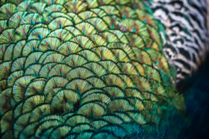Detailaufnahme des Gefieders eines blauen Pfauenhahns, Pavo cristatus, Detailaufnahme des Gefieders eines blauen Pfauenhahns, Pavo cristatus,