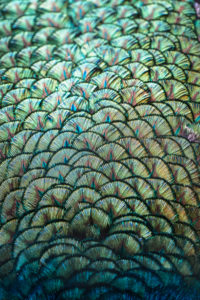 Detailaufnahme des Gefieders eines blauen Pfauenhahns, Pavo cristatus, Detailaufnahme des Gefieders eines blauen Pfauenhahns, Pavo cristatus,