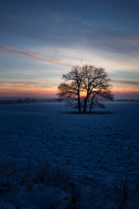 Eichen (Quercus robur) auf einem Feld, Winter, Abenddämmerung, Eichen (Quercus robur) auf einem Feld, Winter, Abenddämmerung,