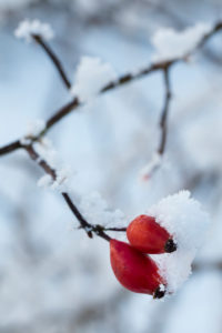schneebedeckte Hagebutten im Winter, Rosa canina, schneebedeckte Hagebutten im Winter, Rosa canina,