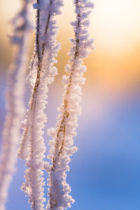Hoarfrost in roots of a fallen tree, back light, colour game, Lens Flare, Hoarfrost in roots of a fallen tree, back light, colour game, Lens Flare,