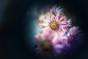 Medium close-up of a houseleek inflorescence, Sempervivum tectorum, exemption, copy space, Medium close-up of a houseleek inflorescence, Sempervivum tectorum, exemption, copy space,