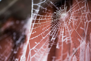 Spider net with hoarfrost on a shed Spider net with hoarfrost on a shed