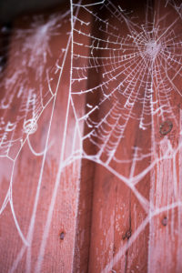 Spinnennetz mit Raureif an einem Schuppen Spinnennetz mit Raureif an einem Schuppen