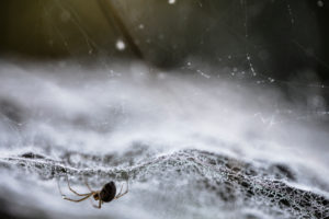 Web spider rests in her net, extreme close-up, Web spider rests in her net, extreme close-up,