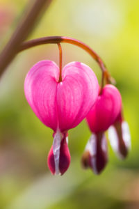 Bleeding Heart, Lamprocapnos spectabilis, Bicolored Heart Flower, Herzerlstock, Flaming Heart, Marian Heart, Close-up Bleeding Heart, Lamprocapnos spectabilis, Bicolored Heart Flower, Herzerlstock, Flaming Heart, Marian Heart, Close-up
