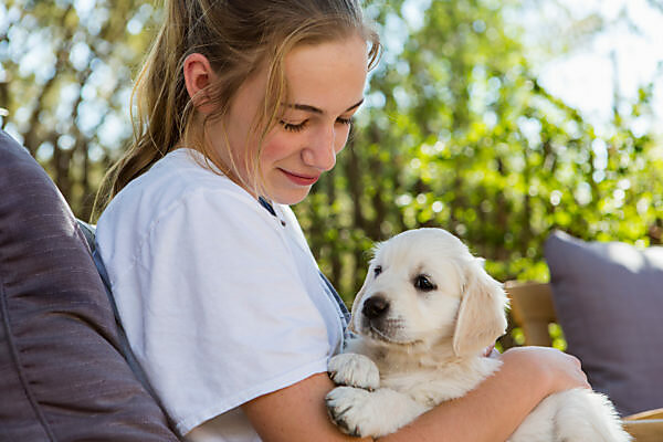 Bildagentur Mauritius Images Teenage Girl Holding A English Golden Retriever Puppy