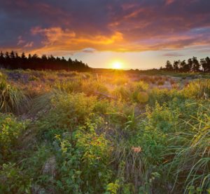 Sonnenuntergang, Wiese, Manawatu-Wanganui, Nordinsel, Neuseeland Sonnenuntergang, Wiese, Manawatu-Wanganui, Nordinsel, Neuseeland