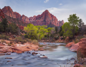 The Watchman, Cottonwood, Virgin River, Zion National Park, Utah, USA The Watchman, Cottonwood, Virgin River, Zion National Park, Utah, USA