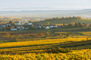 autumnal vineyards in the Termenregion, Baden near Vienna, industrial district, Lower Austria, Austria autumnal vineyards in the Termenregion, Baden near Vienna, industrial district, Lower Austria, Austria