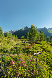 View o the Hirschbichl in the Defereggental, alpine rose, Hutner (2885m), Hohe Tauern, Osttirol, Tyrol, Austria View o the Hirschbichl in the Defereggental, alpine rose, Hutner (2885m), Hohe Tauern, Osttirol, Tyrol, Austria