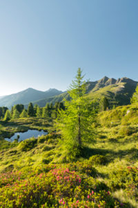Blick vom Hirschbichl ins Defereggental, Kahorn (2692m), Hohe Tauern, Osttirol, Tirol, Österreich Blick vom Hirschbichl ins Defereggental, Kahorn (2692m), Hohe Tauern, Osttirol, Tirol, Österreich