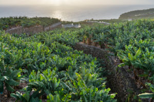 Banana plantations at San Andrés, island La Palma, Canary islands, Spain Banana plantations at San Andrés, island La Palma, Canary islands, Spain