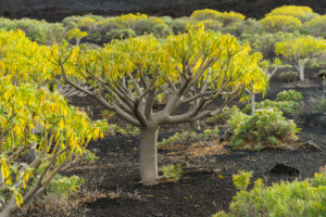 Volcano scenery at the Pico de Tablas, island La Palma, Canary islands, Spain Volcano scenery at the Pico de Tablas, island La Palma, Canary islands, Spain