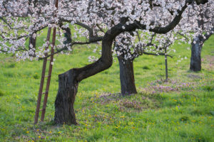 Marillenblüte, Wachau, Mostviertel, Niederösterreich, Österreich Marillenblüte, Wachau, Mostviertel, Niederösterreich, Österreich