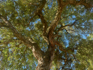 Cork oak, Corsica, France Cork oak, Corsica, France