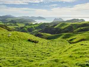Coast near Wharariki Beach, Tasman, South Island, New Zealand, Oceania Coast near Wharariki Beach, Tasman, South Island, New Zealand, Oceania