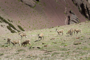 Landscape on the Markha Valley Trek Landscape on the Markha Valley Trek
