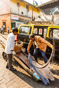 India, Mumbai, Sassoon Docs fishing port, men with big fish