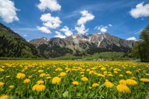 Spring flowering and green meadows Casaccia Bregaglia Valley Canton of GraubĂĽnden Engadine Switzerland Europe Spring flowering and green meadows Casaccia Bregaglia Valley Canton of GraubĂĽnden Engadine Switzerland Europe