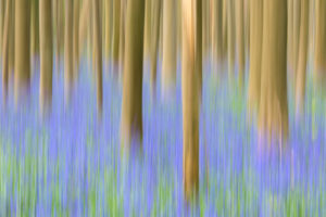 Abstract details of wood trunks of the Sequoia trees and bluebells in bloom in the Hallerbos forest Halle Belgium Europe Abstract details of wood trunks of the Sequoia trees and bluebells in bloom in the Hallerbos forest Halle Belgium Europe