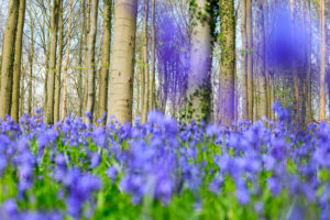 Purple carpet of blooming bluebells framed by trunks of the giant Sequoia trees in the Hallerbos forest Halle Belgium Europe Purple carpet of blooming bluebells framed by trunks of the giant Sequoia trees in the Hallerbos forest Halle Belgium Europe