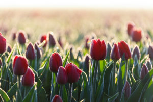 Close up of red tulips in bloom in the countryside of Berkmeer municipality of Koggenland North Holland The Netherlands Europe Close up of red tulips in bloom in the countryside of Berkmeer municipality of Koggenland North Holland The Netherlands Europe