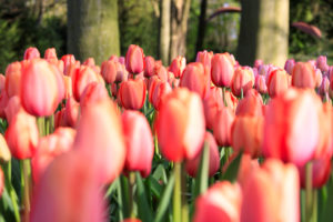 Close up of pink tulips in bloom at the Keukenhof Botanical garden Lisse South Holland The Netherlands Europe Close up of pink tulips in bloom at the Keukenhof Botanical garden Lisse South Holland The Netherlands Europe