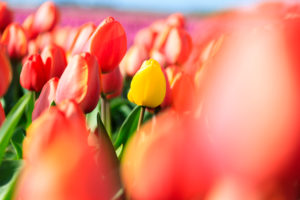 Close up of yellow tulip framed by a multitude of red tulips Oude-Tonge Goeree-Overflakkee South Holland The Netherlands Europe Close up of yellow tulip framed by a multitude of red tulips Oude-Tonge Goeree-Overflakkee South Holland The Netherlands Europe