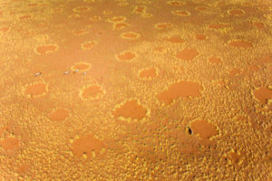 Aerial view of gazelles and antelope running between bushes of the dry marshes Namib Desert Namibia Southern Africa Aerial view of gazelles and antelope running between bushes of the dry marshes Namib Desert Namibia Southern Africa