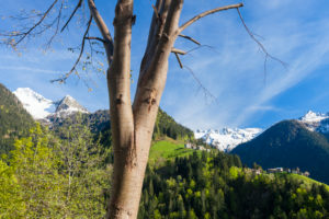 Green woods at Dosso Chierico along the historical hiking path Via Priula Albaredo Valley Orobie Alps Lombardy Italy Europe Green woods at Dosso Chierico along the historical hiking path Via Priula Albaredo Valley Orobie Alps Lombardy Italy Europe