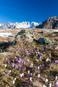 Colorful Crocus in meadows framed by snowy peaks Alpe Granda Sondrio province Masino Valley Valtellina Lombardy Italy Europe Colorful Crocus in meadows framed by snowy peaks Alpe Granda Sondrio province Masino Valley Valtellina Lombardy Italy Europe