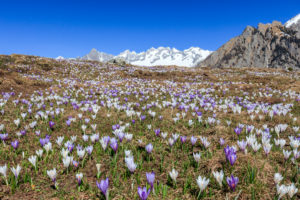 Blue sky on the colorful Crocus flowers in bloom Alpe Granda Sondrio province Masino Valley Valtellina Lombardy Italy Europe Blue sky on the colorful Crocus flowers in bloom Alpe Granda Sondrio province Masino Valley Valtellina Lombardy Italy Europe