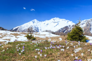 The snowy peaks frame the blooming Crocus Alpe Granda Sondrio province Masino Valley Valtellina Lombardy Italy Europe The snowy peaks frame the blooming Crocus Alpe Granda Sondrio province Masino Valley Valtellina Lombardy Italy Europe