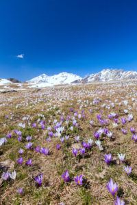 The snowy peaks frame the blooming Crocus Alpe Granda Sondrio province Masino Valley Valtellina Lombardy Italy Europe The snowy peaks frame the blooming Crocus Alpe Granda Sondrio province Masino Valley Valtellina Lombardy Italy Europe