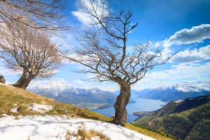 Isolated trees on meadows partially covered with snow with Lake Como on background Montemezzo Alpe Zocca Lombardy Italy Europe Isolated trees on meadows partially covered with snow with Lake Como on background Montemezzo Alpe Zocca Lombardy Italy Europe