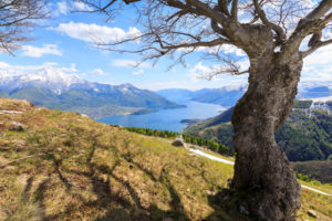 The isolated tree frames the blue Lake Como on background Montemezzo Alpe Zocca Lombardy Italy Europe The isolated tree frames the blue Lake Como on background Montemezzo Alpe Zocca Lombardy Italy Europe