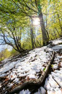 Sun on tall trees in the woods covered with snow in spring Montemezzo Alpe Zocca Como province Lombardy Italy Europe Sun on tall trees in the woods covered with snow in spring Montemezzo Alpe Zocca Como province Lombardy Italy Europe